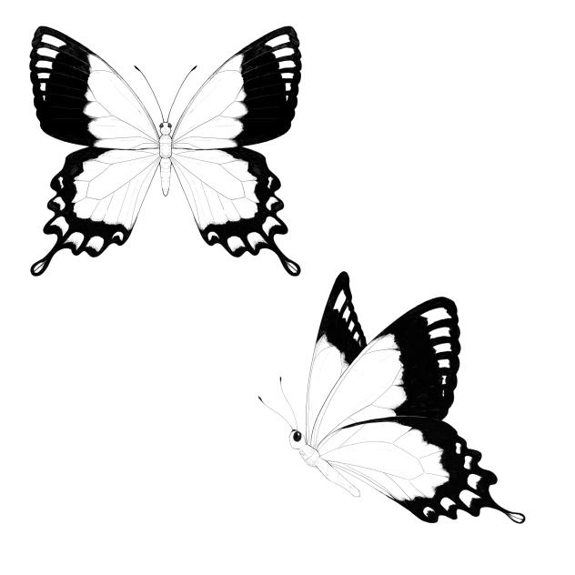 butterfly