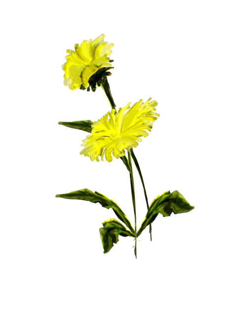 Yellow flower