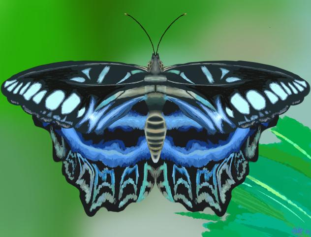 parthenos sylvia butterfly