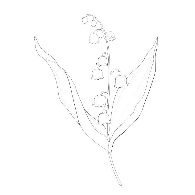 lily of the valley