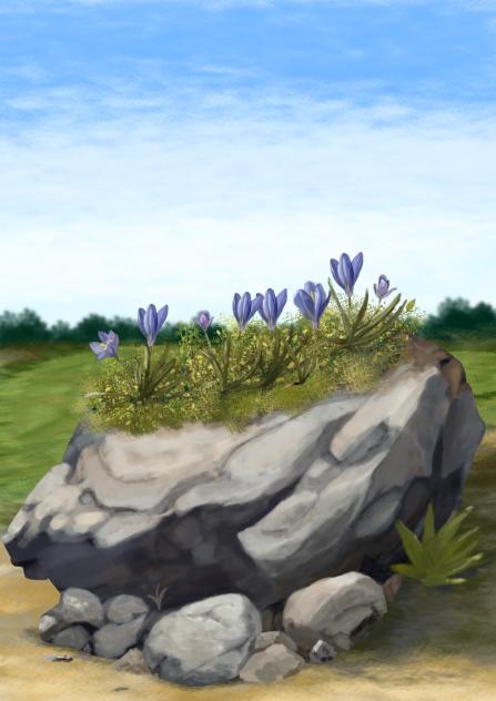 flowers on a boulder