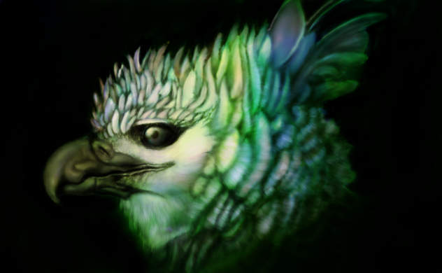オウギワシ　