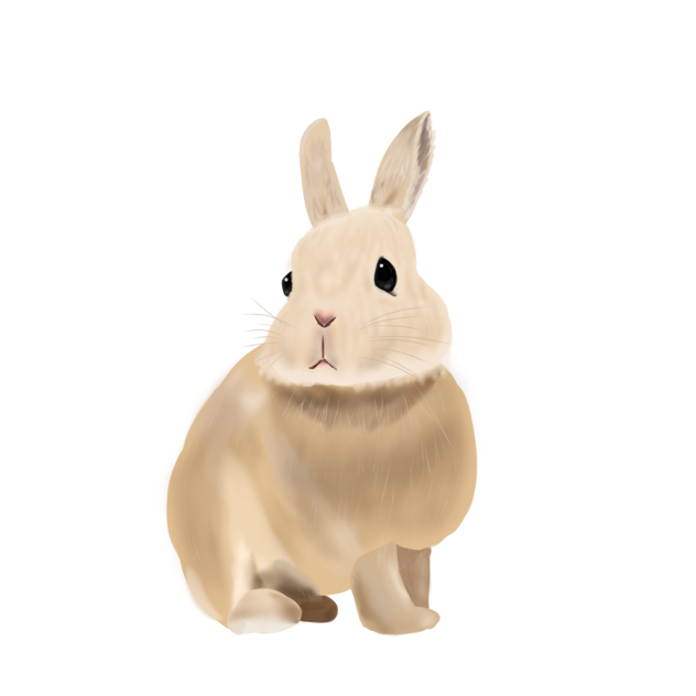 素材コンテスト3  うさぎ
