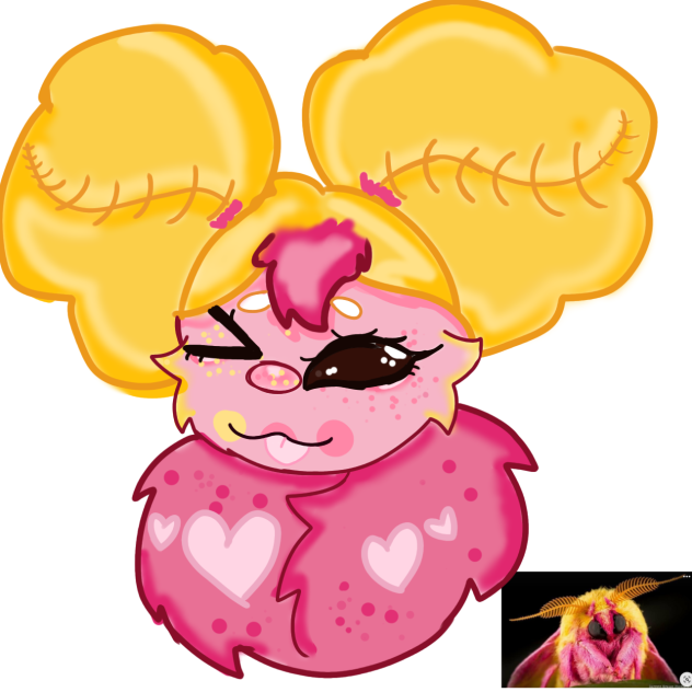 rosy maple moth