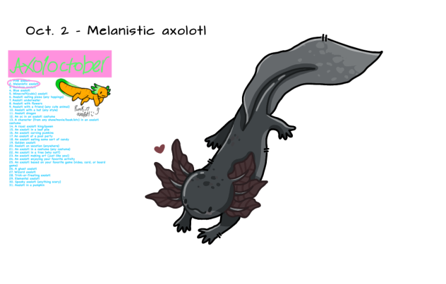 Oct. 2 - Melanistic axolotl