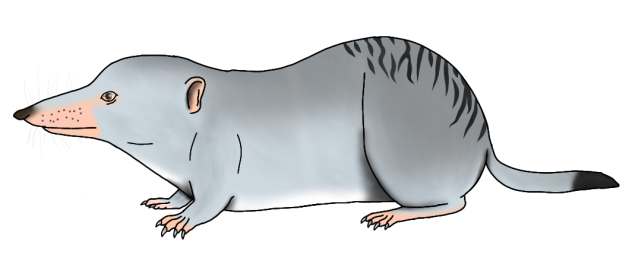 Oceanic Short-tail Shrew render