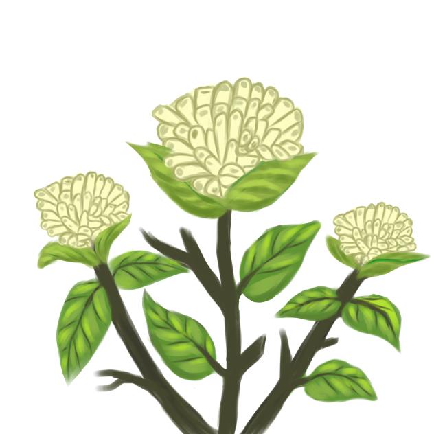 White Clover