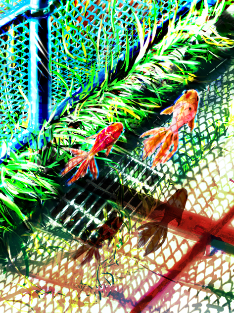 8月の影  August goldfish