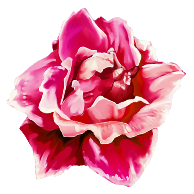 バラの花