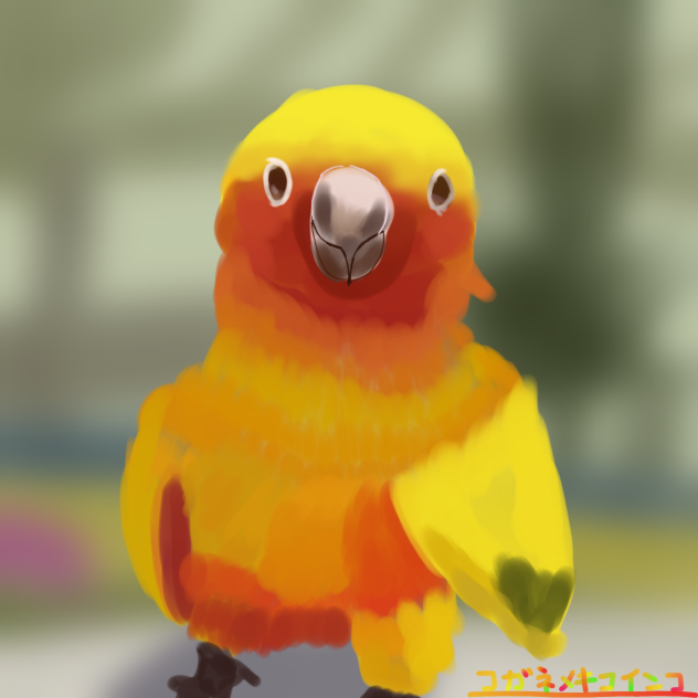 コガネメキシコインコ