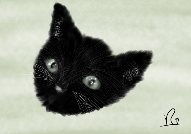 黒猫ちゃん