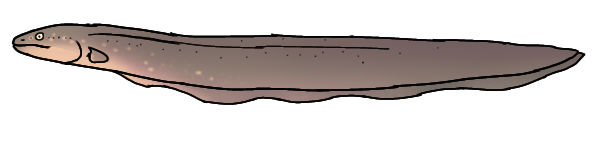 Electrophorus varii
