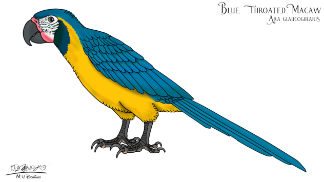 Blue Throated Macaw