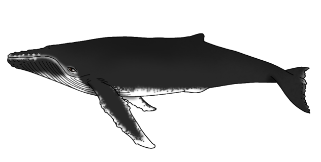 Humpback Whale - Revamped revamp