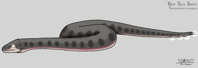 Gray Rock Bamza glows