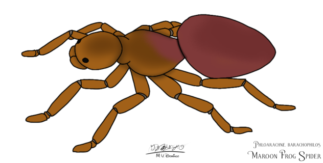 Maroon Frog Spider