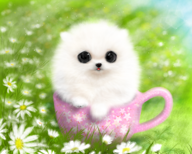 Teacup dog