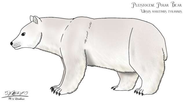 Polar Bear - Ursus maritimus tyrannus