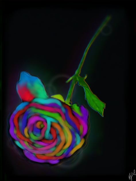 Rainbow rose
