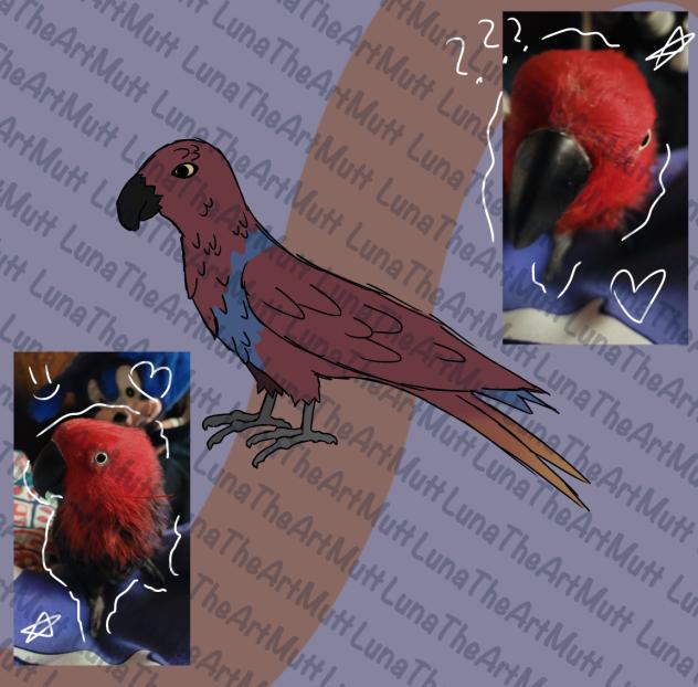 FancyXmy Eclectus parrot!