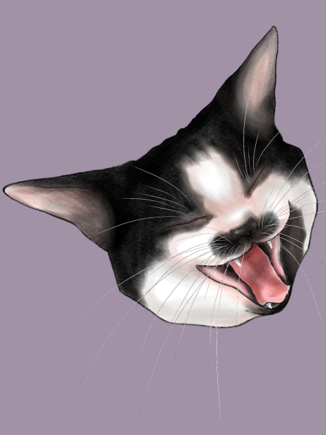 猫の欠伸　ハチワレ