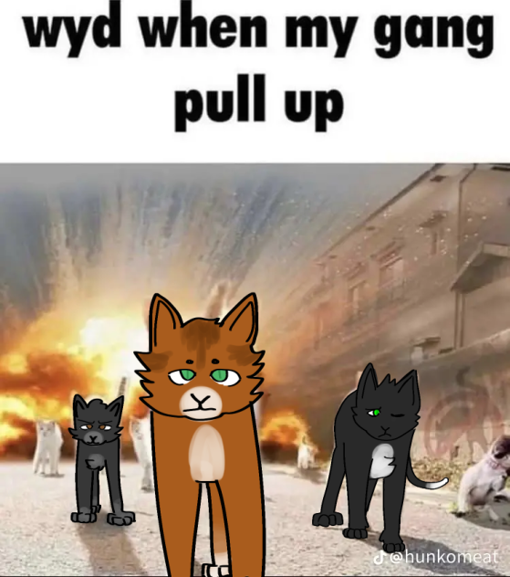 ravenpaw, firepaw, and graypaw