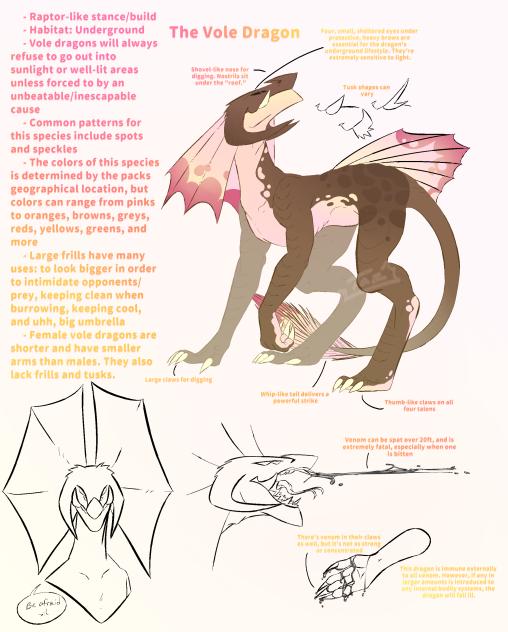 Vole Dragon (Ref Sheet)