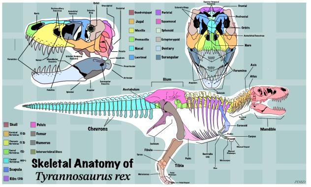 Skeletal Anatomy of Tyrannosaurus rex