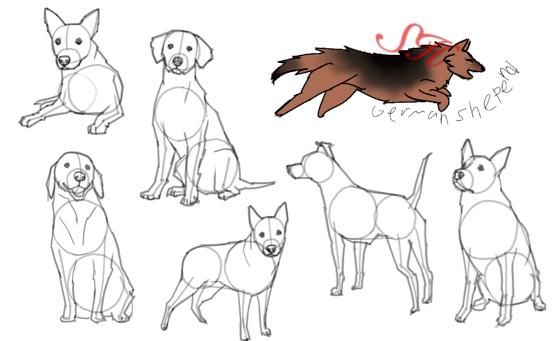 Dog collab