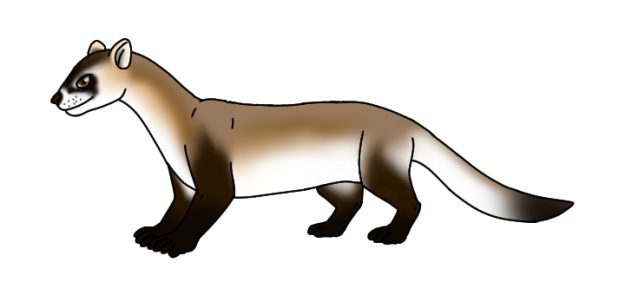 Black footed ferret