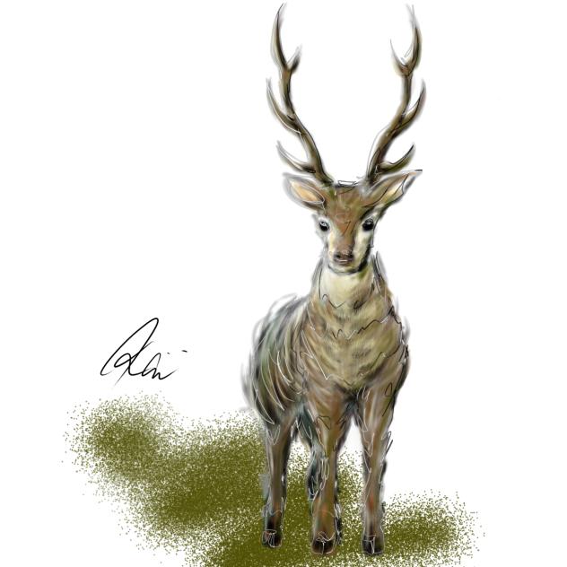鹿　シカ　Deer