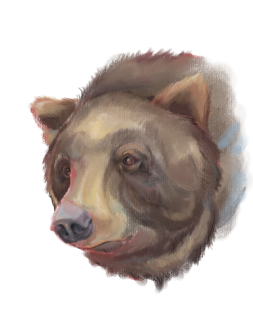 🐻 - ibisPaint