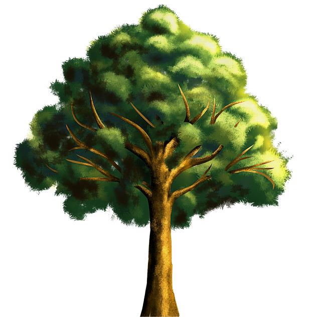 tree with sunlight