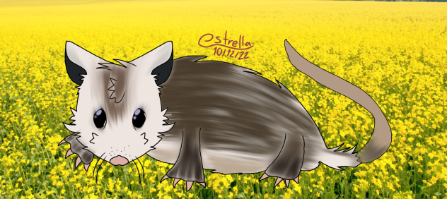 Possum