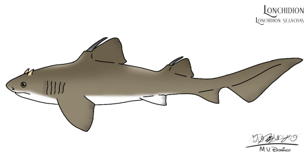Lonchidion selachas