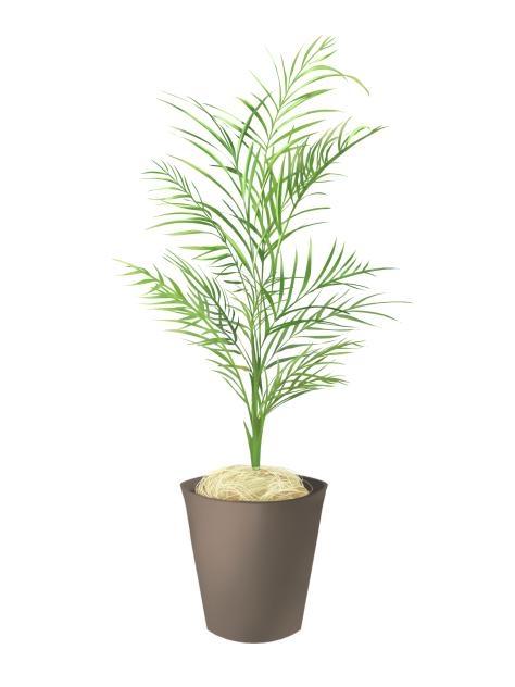 観葉植物