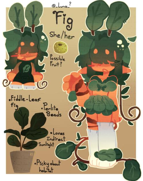 🪴 - Fiddle-Leaf Fig - Dryad🪴