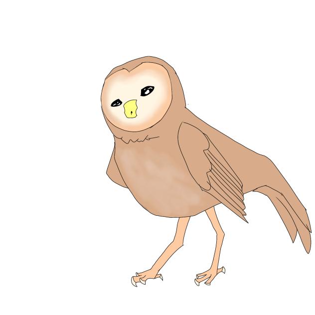 Barn Owl drawn on computer