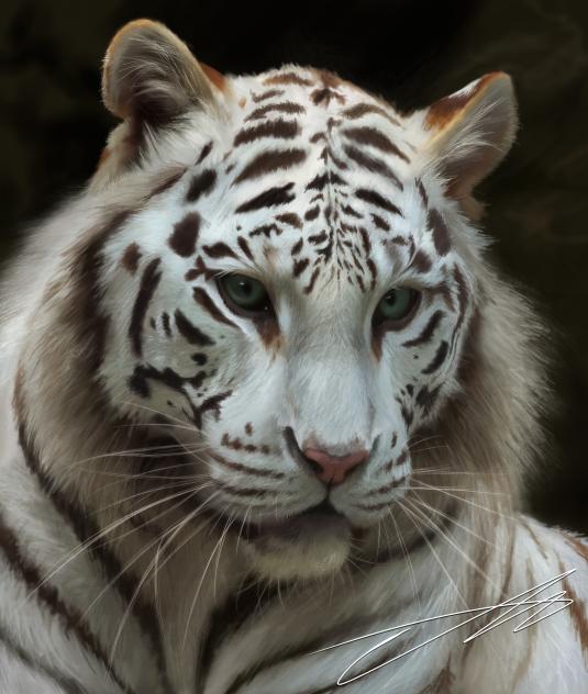 🐯grrrrr