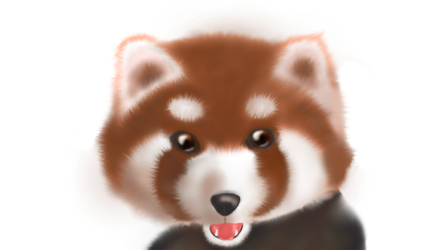 レッサーパンダ