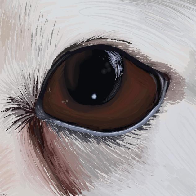 dog eyes⁶