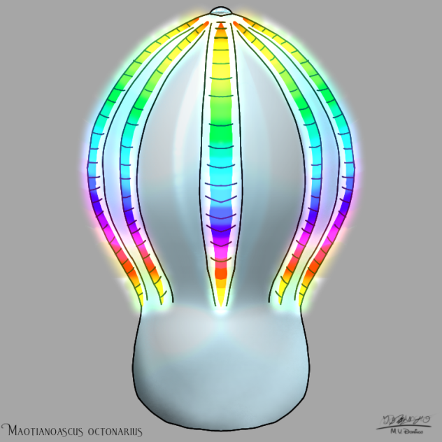 Maotianoascus octonarius glows