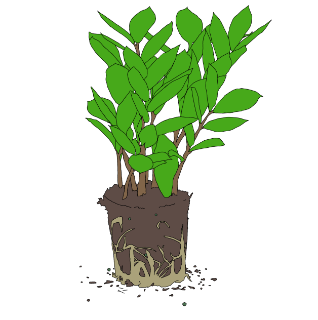 the plant