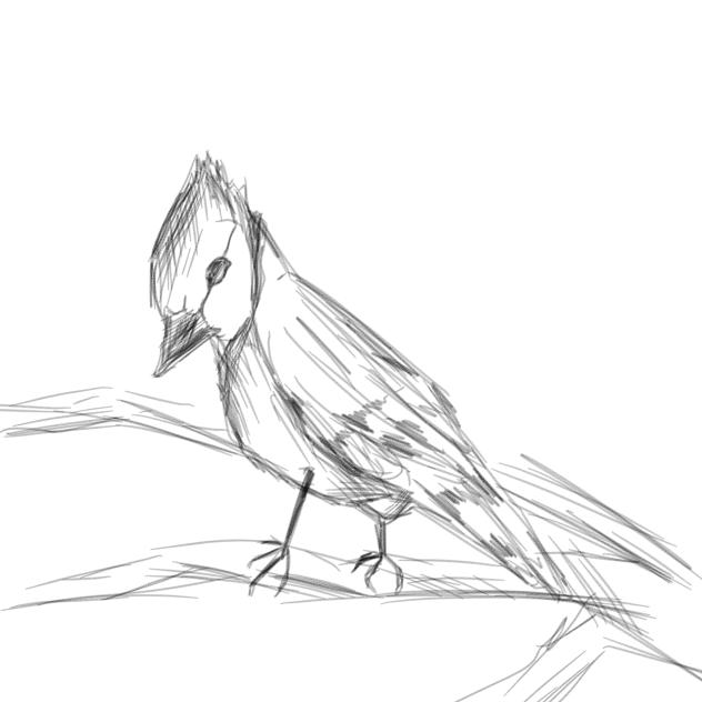 birdy
