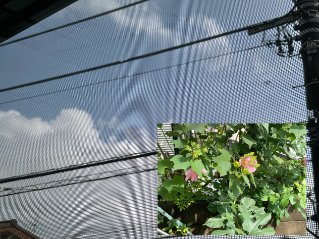 天気明日(✋ ˘ ω˘ 👌)大丈夫だ  問題ない