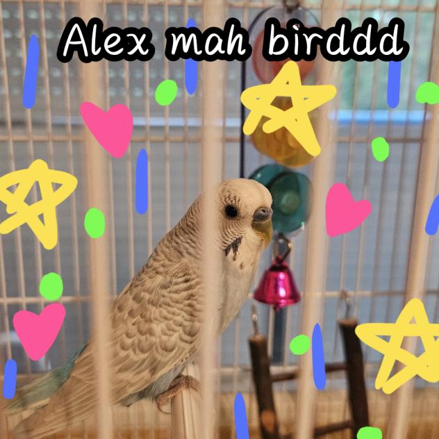 look at my cute lil birdie