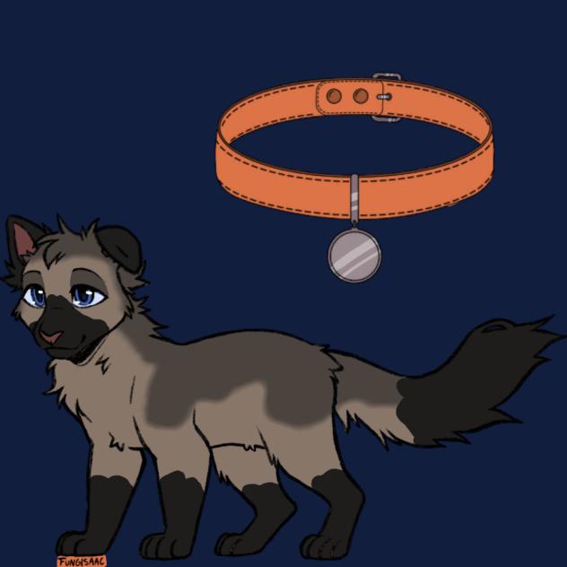Jumper - Cat OC.