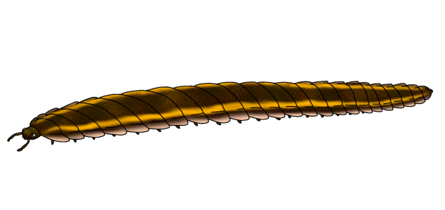 Arthropleura