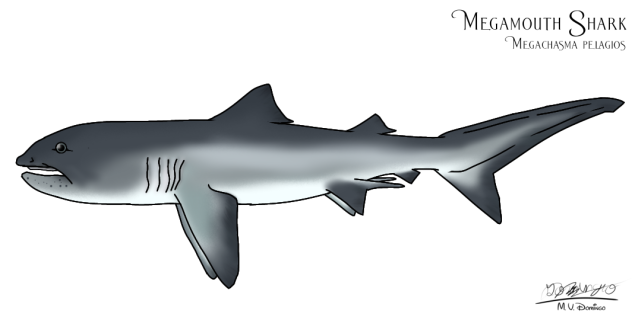 Megamouth Shark