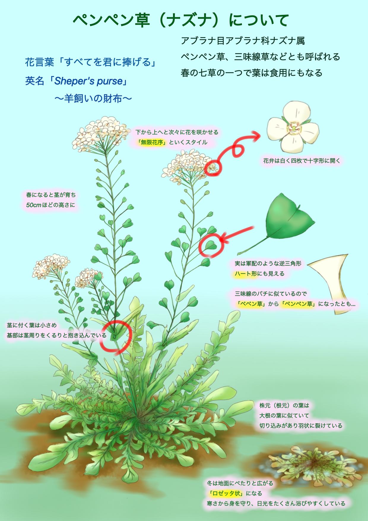 ぺんぺん草 20241112_11-320x180.jpg